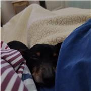 Sono una studentessa di quinta scientifico opzione scienze applicate con la media del 10.0, non ho ancora il diploma di maturità ma faccio molti corsi e approfondimenti, quindi mi reputo abbastanza preparata. Insegno da due anni italiano, storia, filosofi